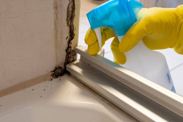 Best Commercial Mold Removal  in Channel Lake, IL