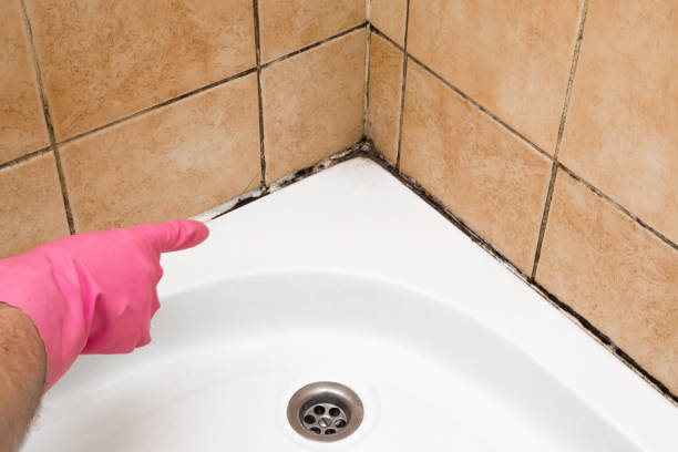 Best Emergency Mold Removal  in Channel Lake, IL